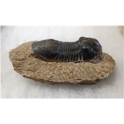 Fossil Trilobite