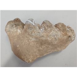 Authentic Mastadon Tooth