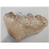 Image 1 : Authentic Mastadon Tooth