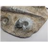 Image 2 : Fossil Shell In Matrix