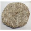 Image 8 : Fossil Shell In Matrix
