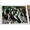 Image 2 : LARGE FRAMED TREE PRINT