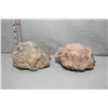 Image 1 : Two specimens of Coprolite (fossilized dinosaur feces)