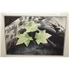 Image 1 : Two framed watercolour paintings including maple leaves signed by artist C. Prinis 14" X 21" and an 