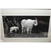 Image 1 : Three framed etching including mountain goats and "Mull Deer" by artist Tyler, note damage to glass 