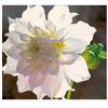 Image 1 : Pale Pink Dahlia