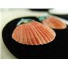 Image 4 : Pueblo Shell Earrings