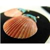 Image 5 : Pueblo Shell Earrings