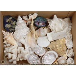 BOX OF SEA SHELLS, STAR FISH & MORE