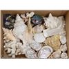 Image 1 : BOX OF SEA SHELLS, STAR FISH & MORE