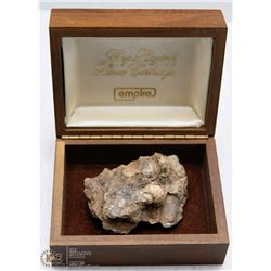 400 MILLION YEAR OLD SHELL FOSSILS WITH PAPERWORK.