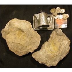 What appears to be a pair of Petrified Oyster Shells, were they used by the Native Americans???  I d