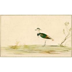 PIETER WITHOOS Amersfoort 1654 - 1693 Amsterdam