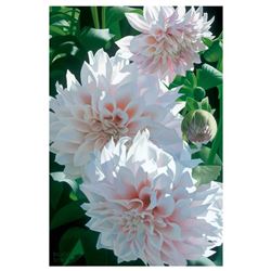 Three Pink Dahlias