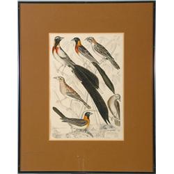 Aquila Eagles and Emberiza Paradisea