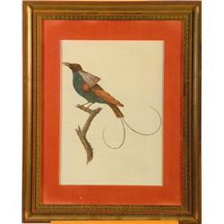 Birds of Paradise