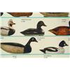 Image 3 : Duck Decoy Poster