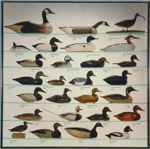 Duck Decoy Poster