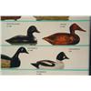 Image 4 : Duck Decoy Poster