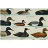 Image 5 : Duck Decoy Poster