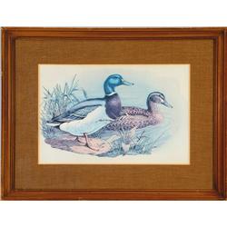 Mallard Ducks