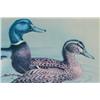 Image 3 : Mallard Ducks