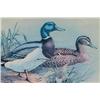 Image 4 : Mallard Ducks