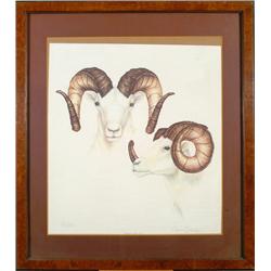 Alaskan Dall Ram
