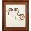 Image 1 : Alaskan Dall Ram