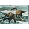 Image 4 : Bears Fishing