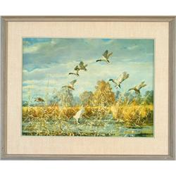 Mallards Coming In