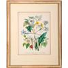 Image 1 : Pair of Floral Prints