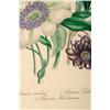 Image 4 : Pair of Floral Prints