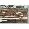 Image 2 : Across the Tundra       