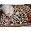 Image 2 : TRAY OF SHELLS AND SHELL JEWELLRY