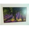 Image 2 : FRAMED PICTURE - TREE