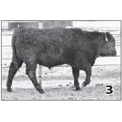 Lot - 3