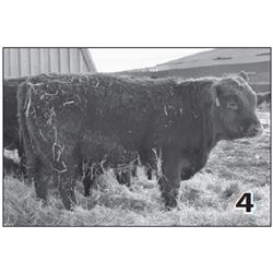 Lot - 4