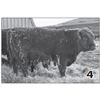Image 1 : Lot - 4