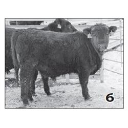 Lot - 6