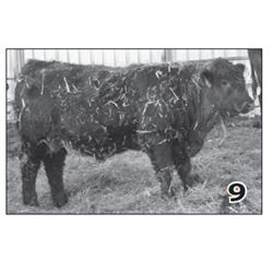 Lot - 9
