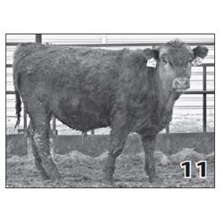 Lot - 11