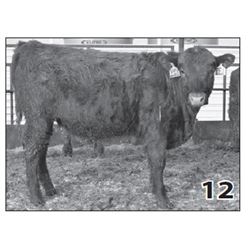 Lot - 12