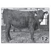 Image 1 : Lot - 12