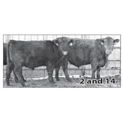Lot - 14
