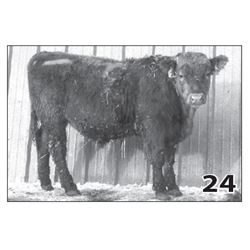 Lot - 24 (High Performer)
