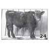Image 1 : Lot - 24 (High Performer)