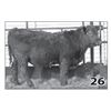 Image 1 : Lot - 26 (High Performer)