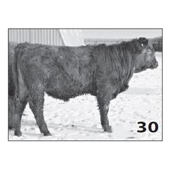 Lot - 30 (High Performer)