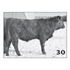 Image 1 : Lot - 30 (High Performer)